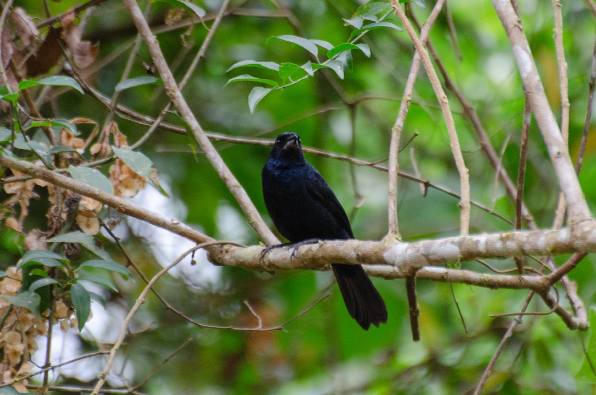 Ruby-crowned Tanager - ML263867751