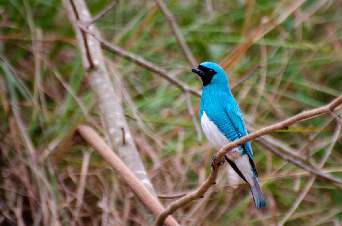 Swallow Tanager - ML263867941