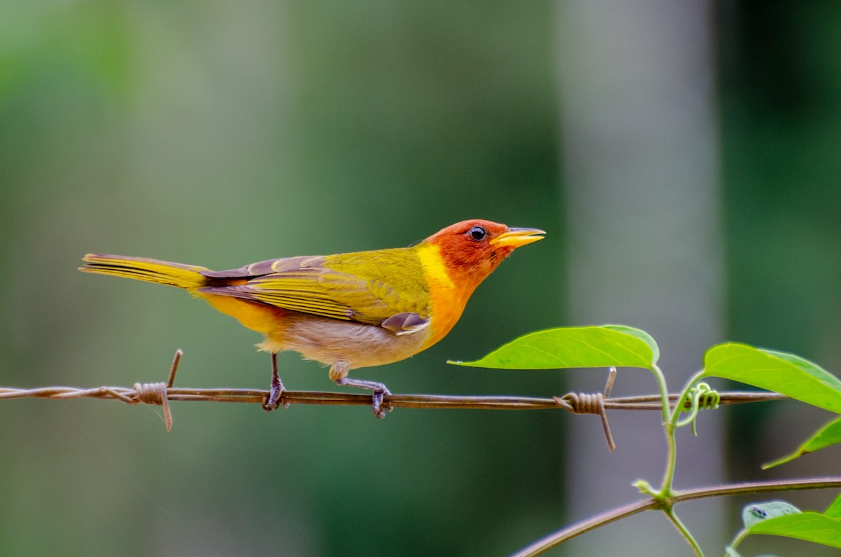 Rufous-headed Tanager - ML263867971