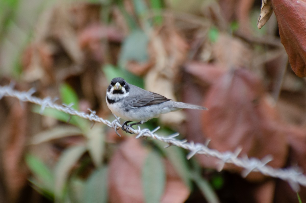 Double-collared Seedeater - Marcos Eugênio Birding Guide