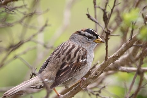 White-crowned Sparrow - Brook OConnor