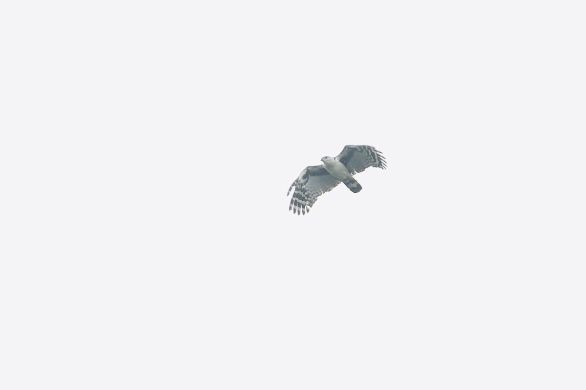 Gray-headed Kite - ML263873361