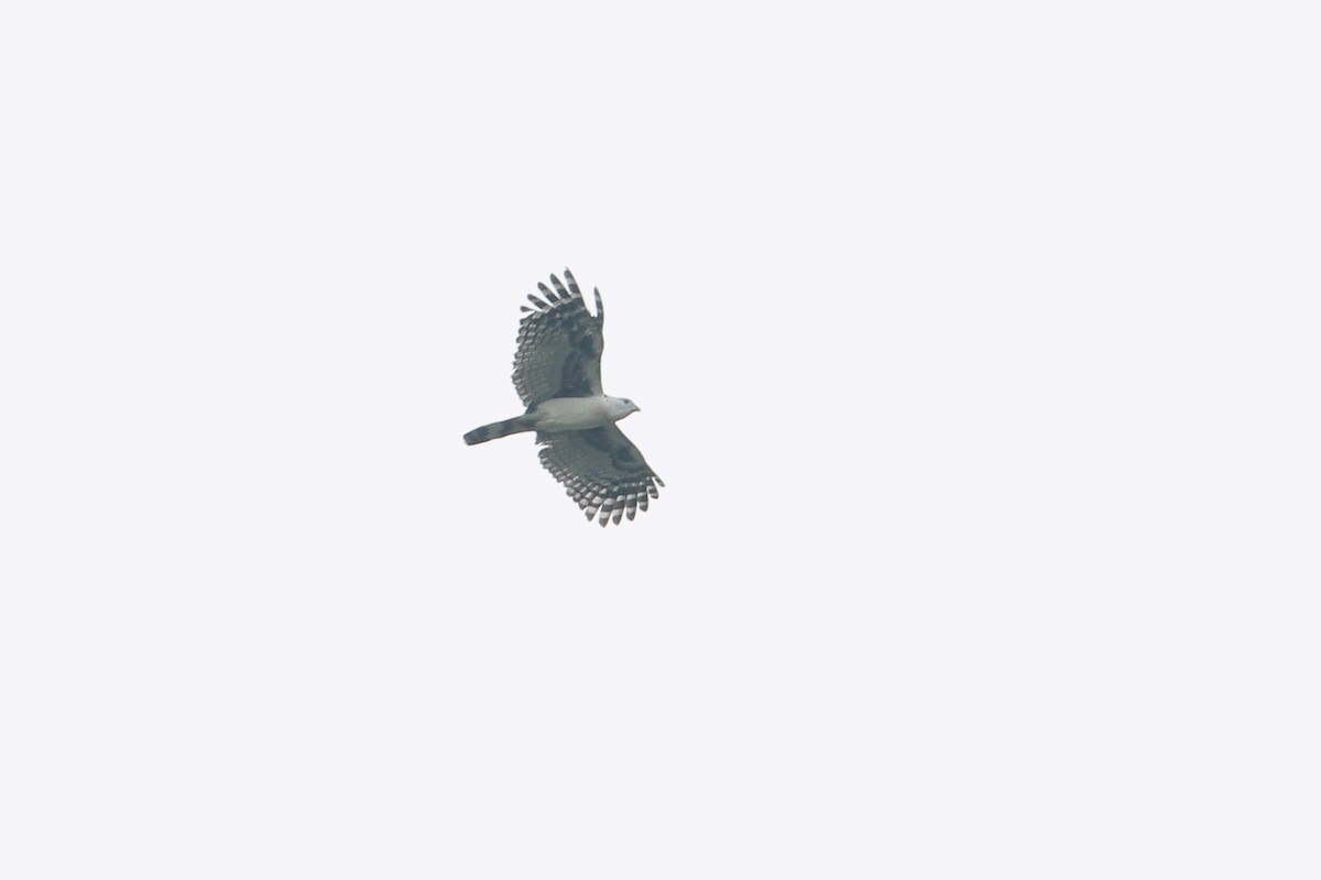 Gray-headed Kite - ML263873431