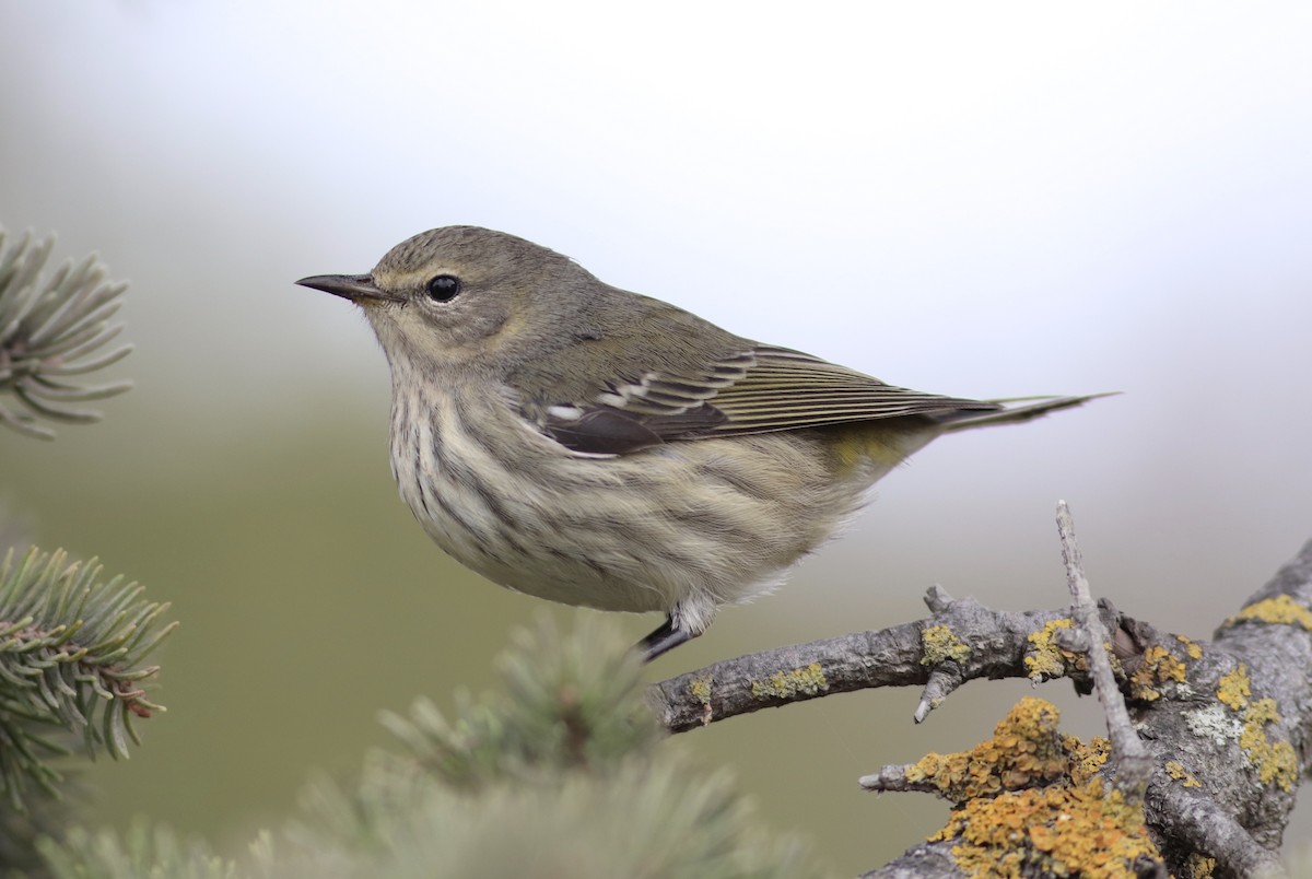 Cape May Warbler - ML263879411