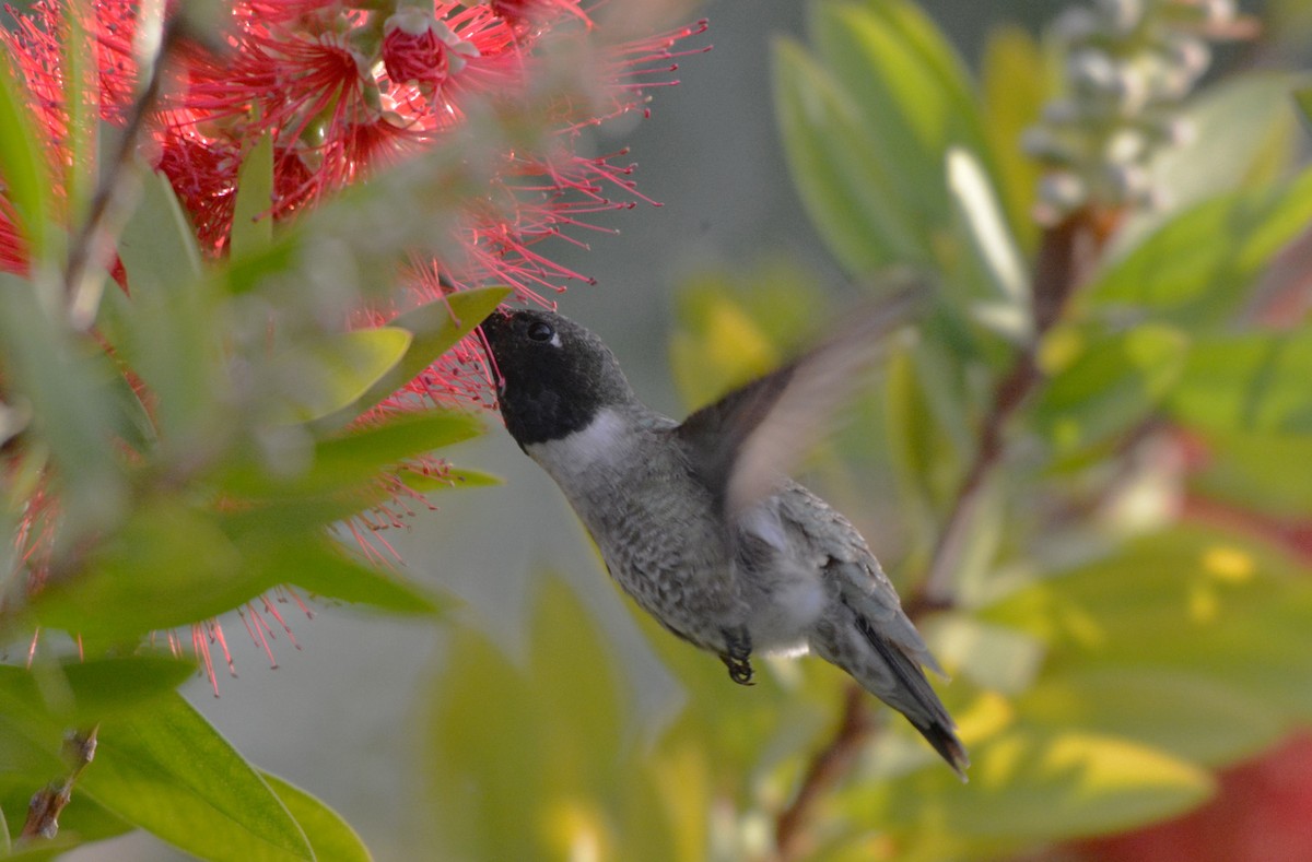 Black-chinned Hummingbird - ML26388161