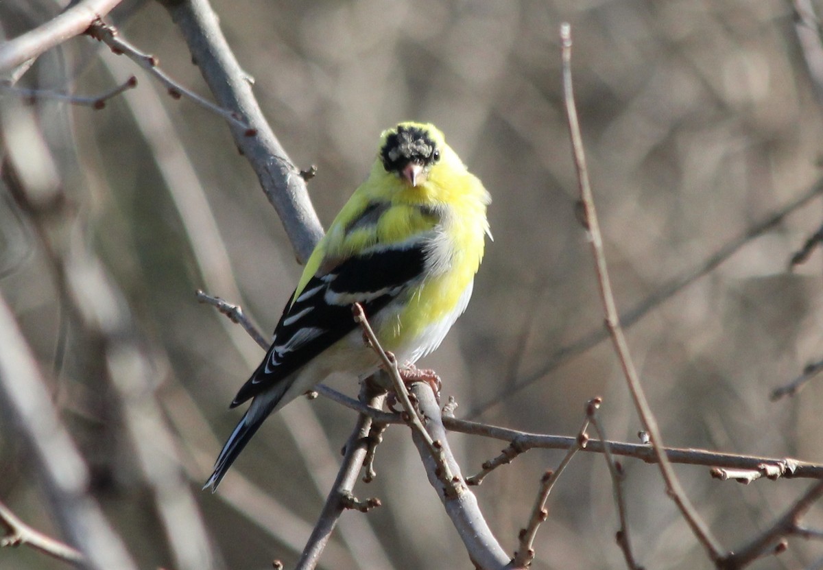 American Goldfinch - kevin dougherty