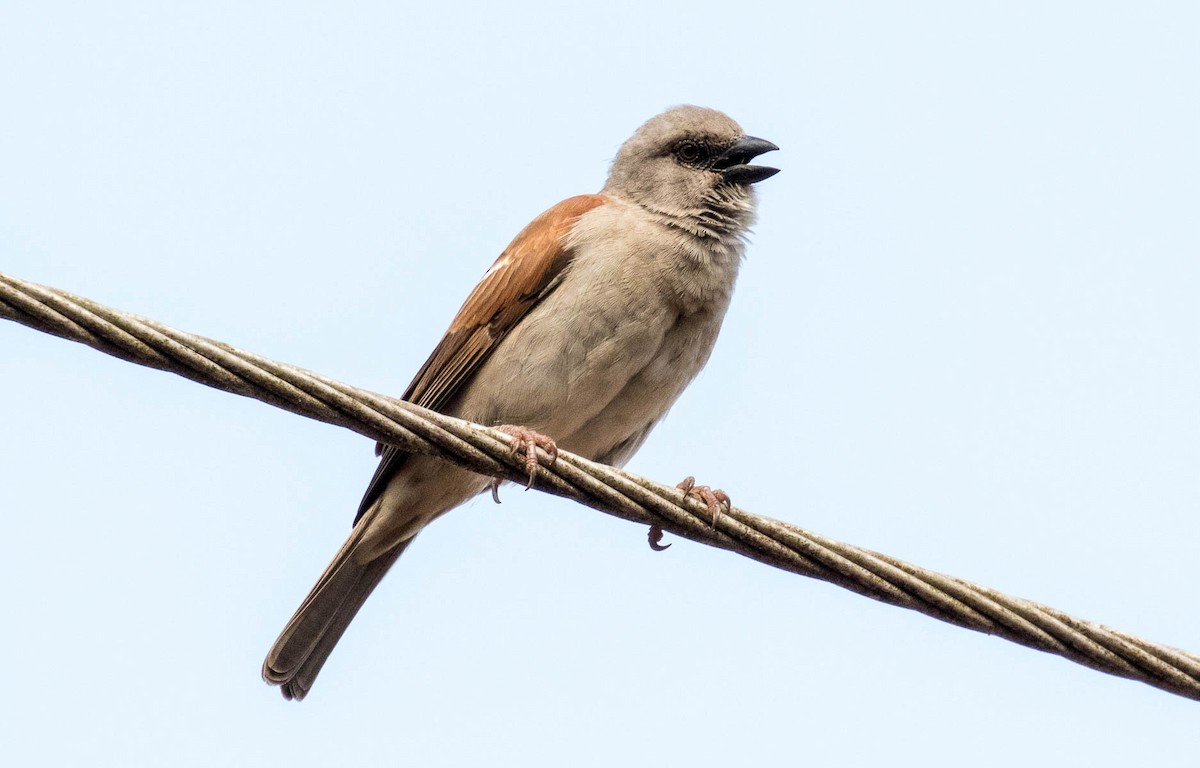 Northern Gray-headed Sparrow - Eero Rasi