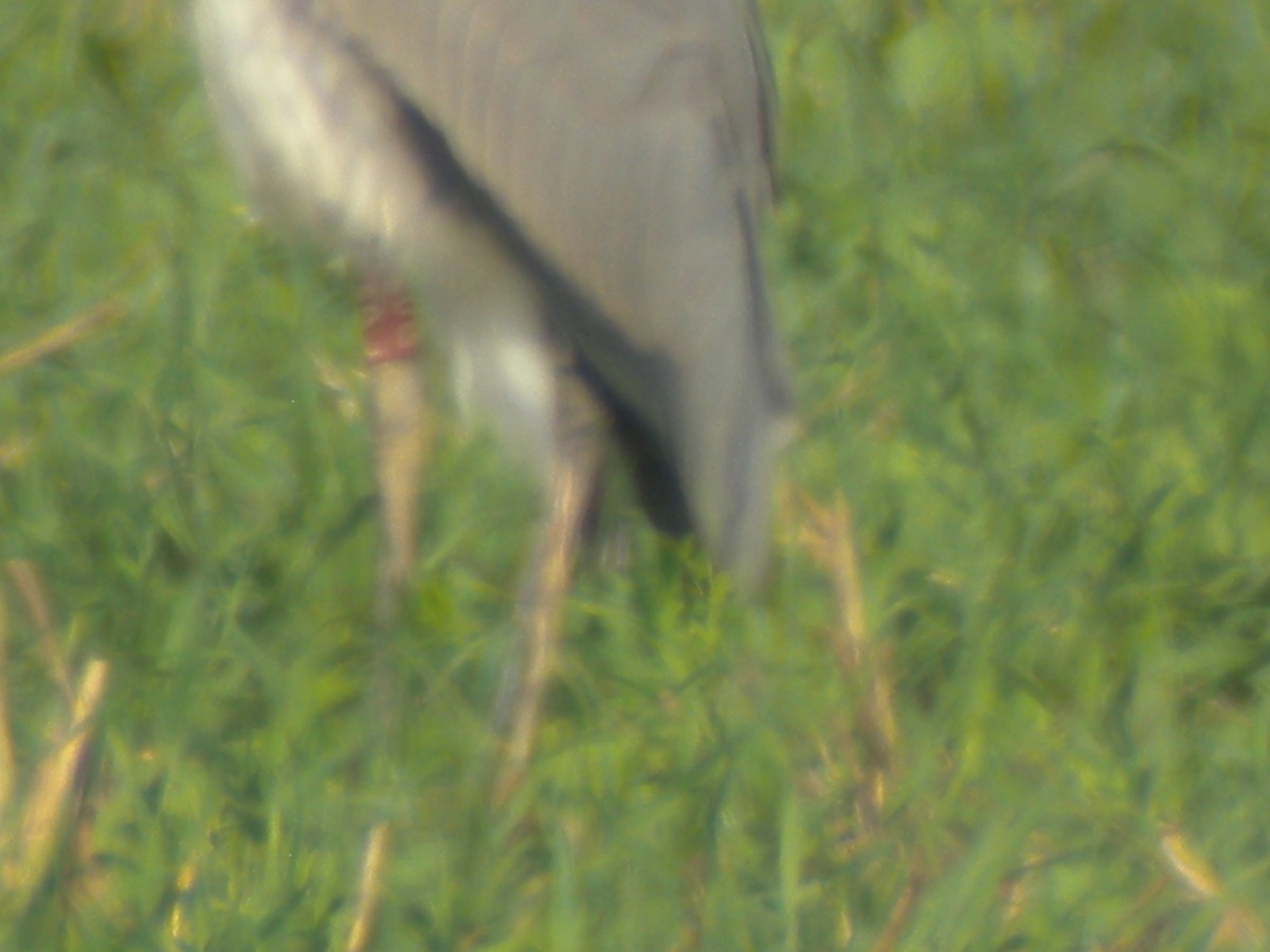 Gray Heron - Sławomir Karpicki