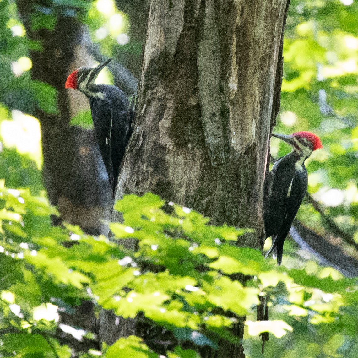 Pileated Woodpecker - John Killiany