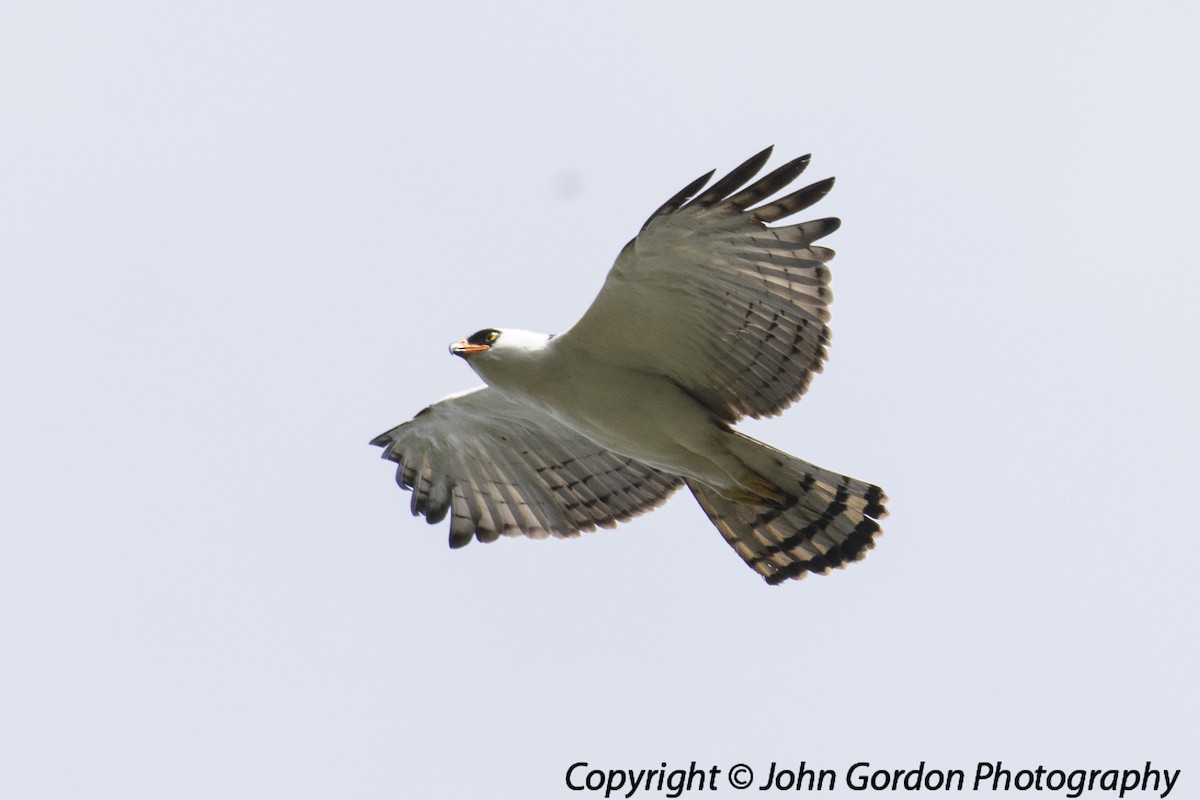 Black-and-white Hawk-Eagle - John Gordon