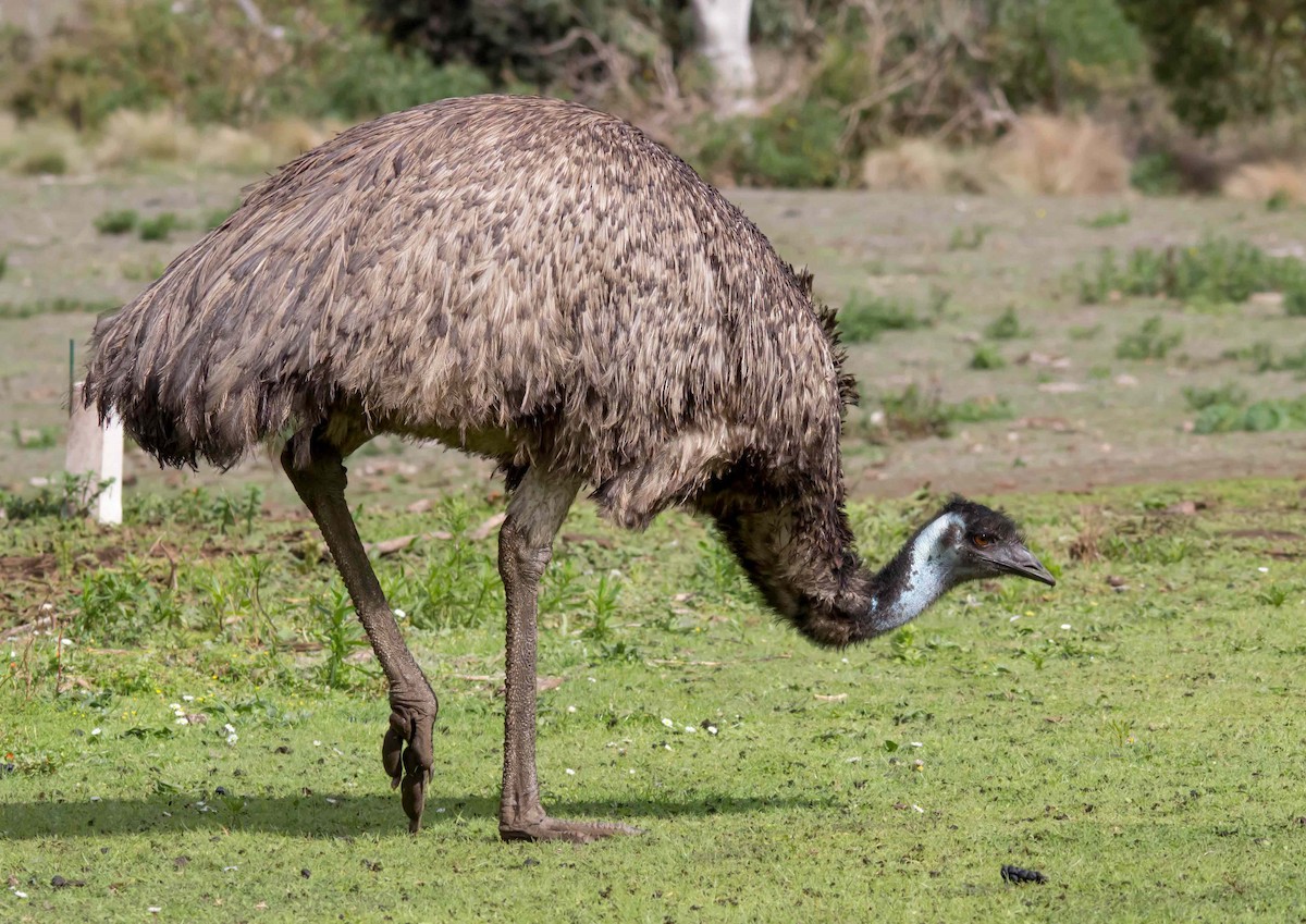 Emu - Andrew Allen