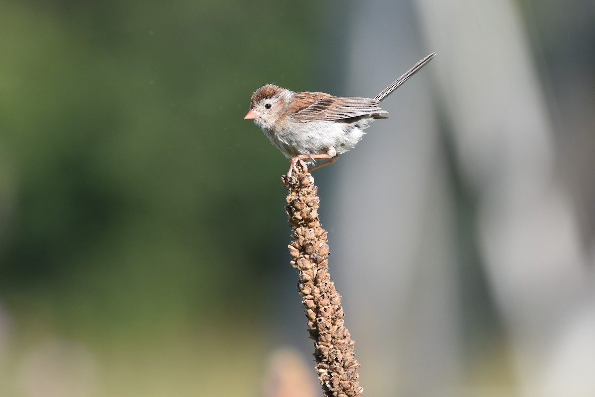 Field Sparrow - Mandrake Sumners