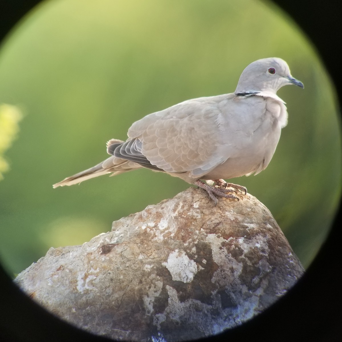 Eurasian Collared-Dove - Donald Pendleton