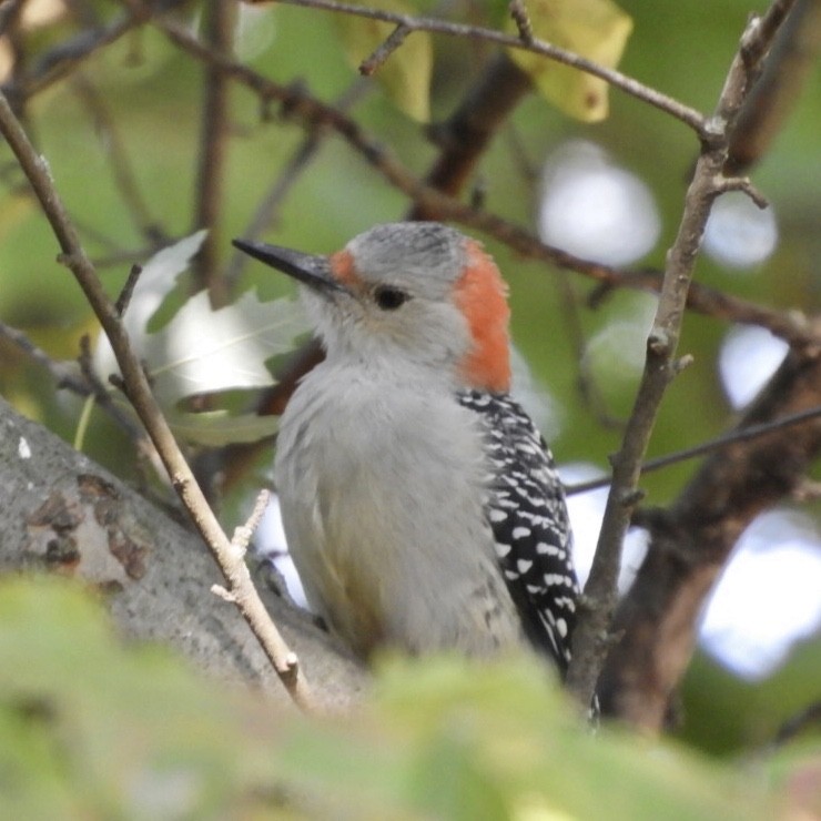 Red-bellied Woodpecker - ML263919801
