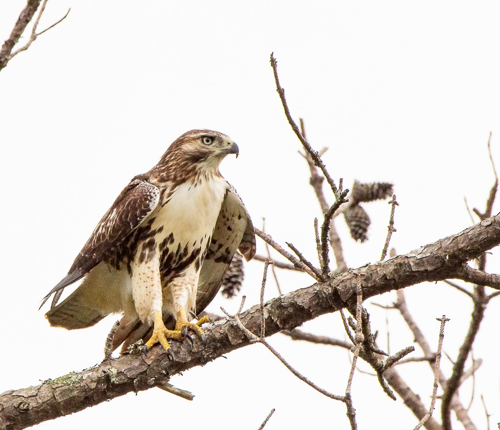 Red-tailed Hawk - ML263920421