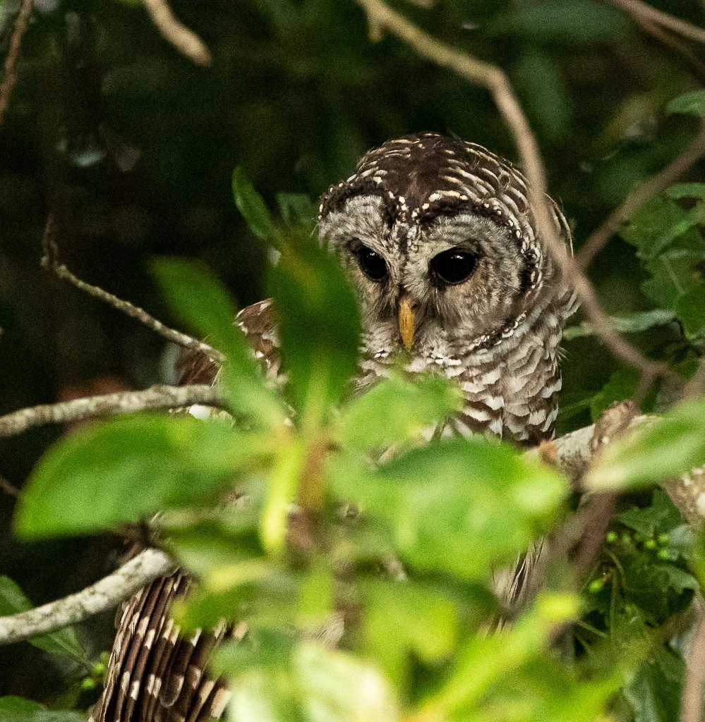 Barred Owl - ML263920571