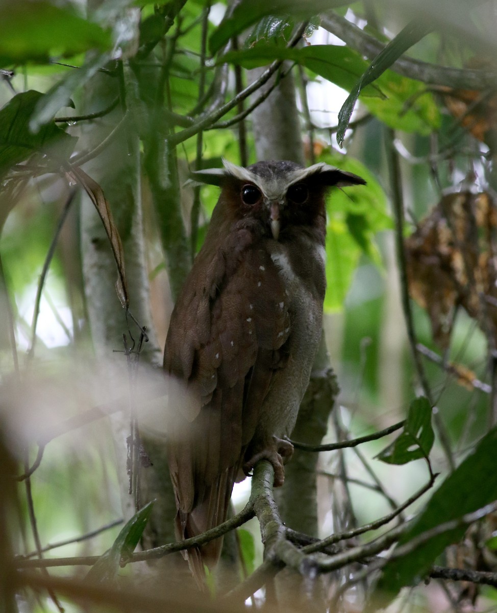 Crested Owl - ML26392071