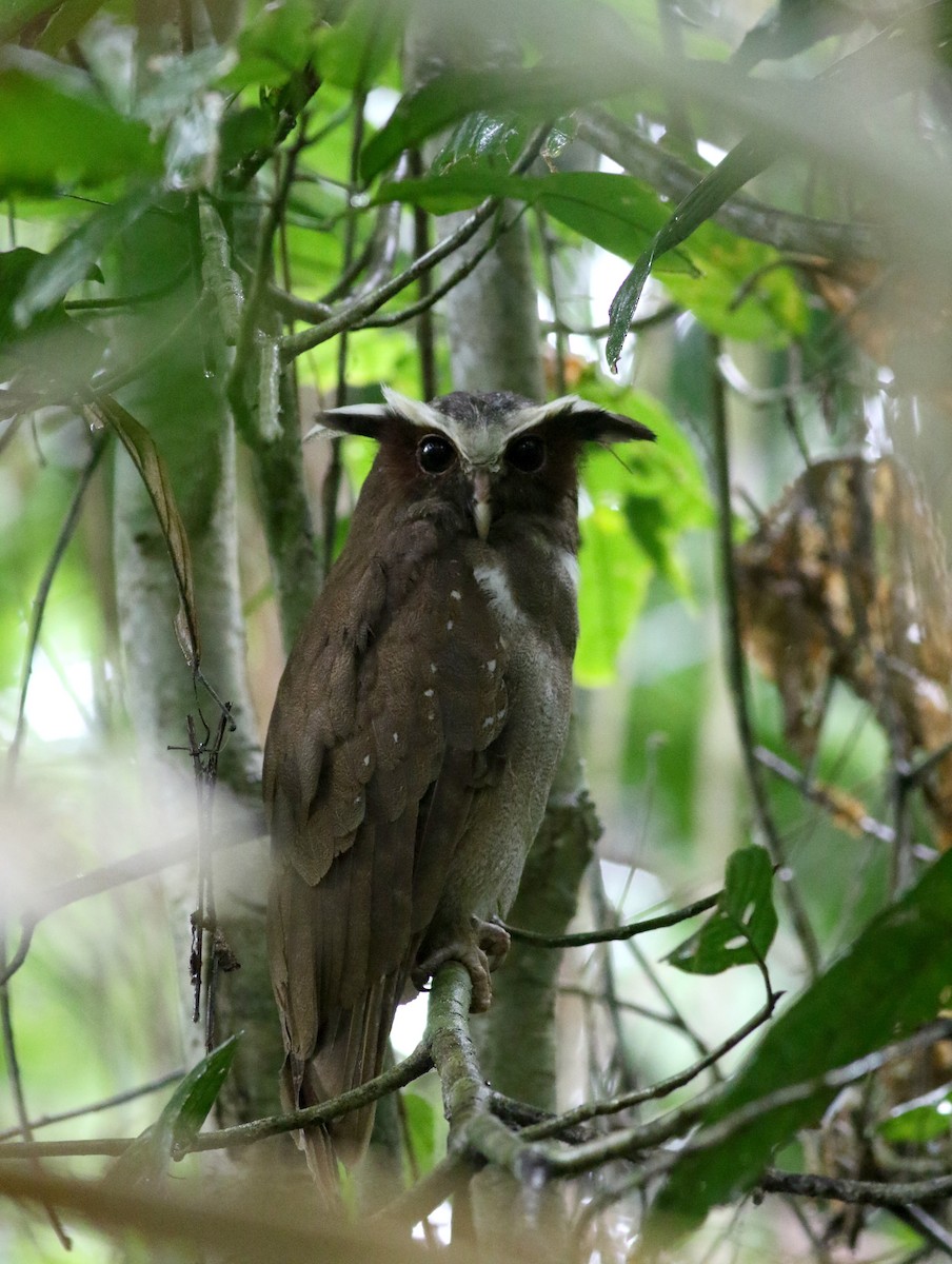 Crested Owl - ML26392081