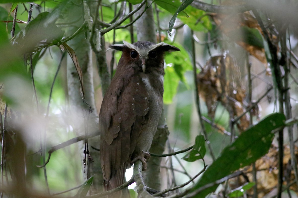 Crested Owl - ML26392101