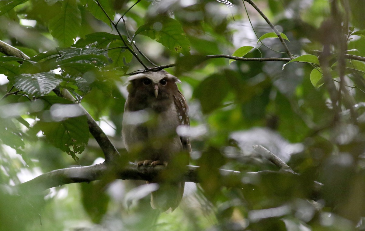 Crested Owl - ML26392171