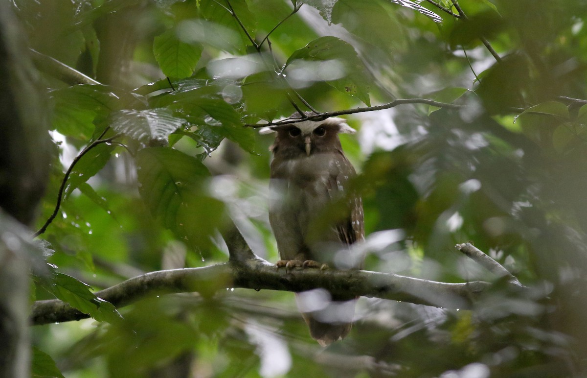 Crested Owl - ML26392181