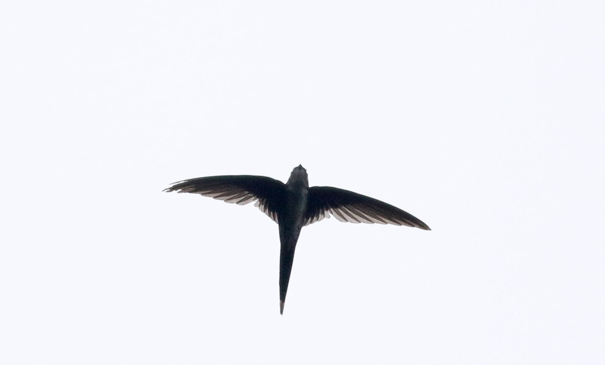 Fork-tailed Palm Swift - ML26392241