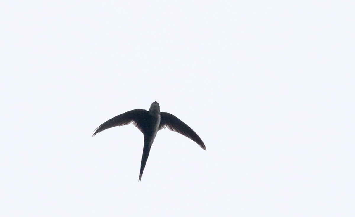 Fork-tailed Palm Swift - ML26392251