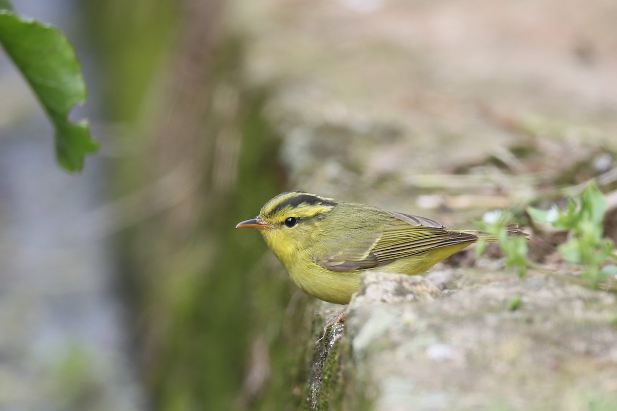 Sulphur-breasted Warbler - Ting-Wei (廷維) HUNG (洪)