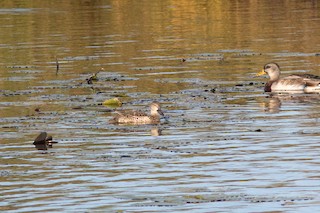 Blue-winged Teal, ML263929361