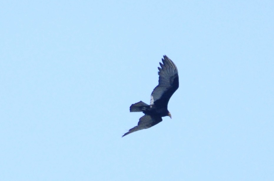Lesser Yellow-headed Vulture - ML263930441