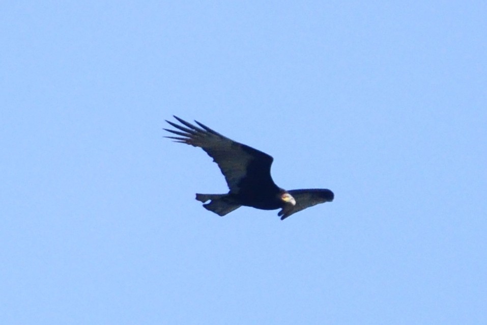 Lesser Yellow-headed Vulture - ML263930461