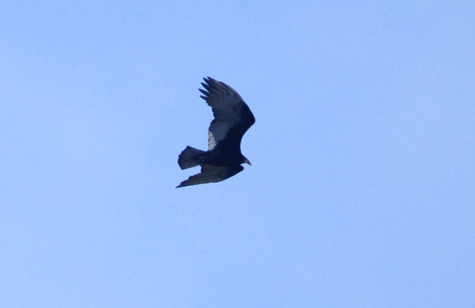 Lesser Yellow-headed Vulture - ML263930471