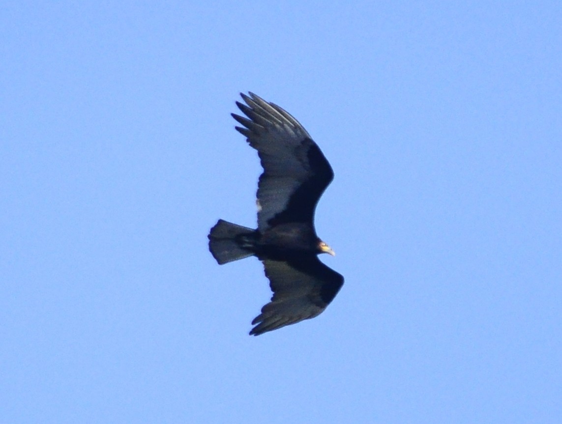 Lesser Yellow-headed Vulture - ML263930491