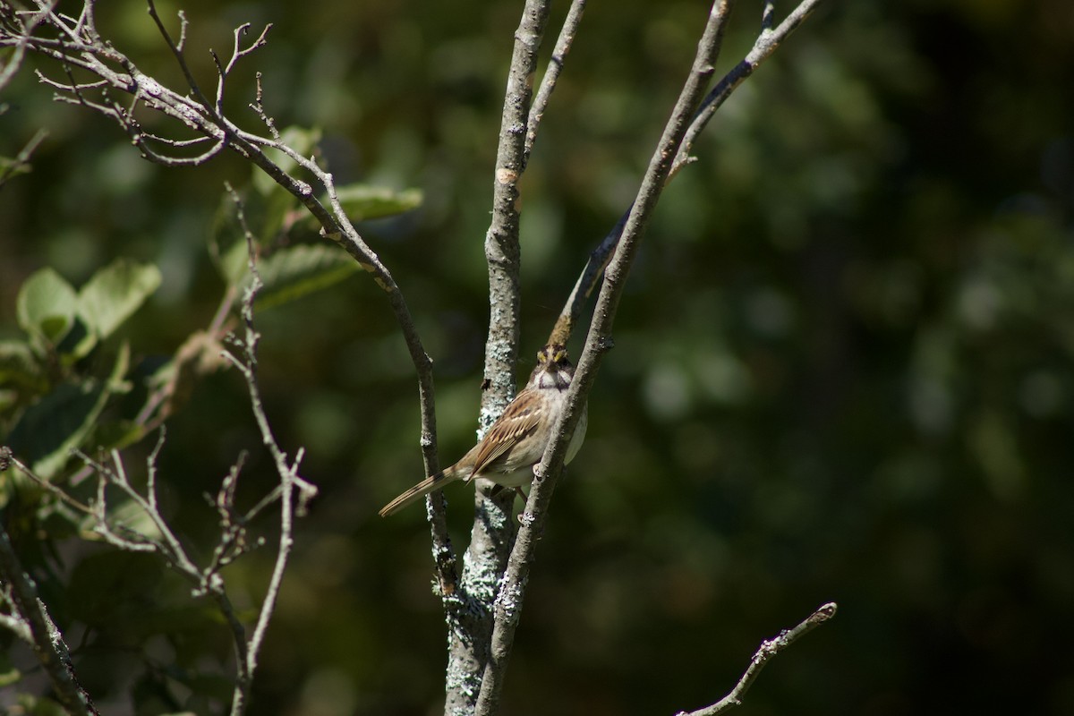 White-throated Sparrow - ML263937361