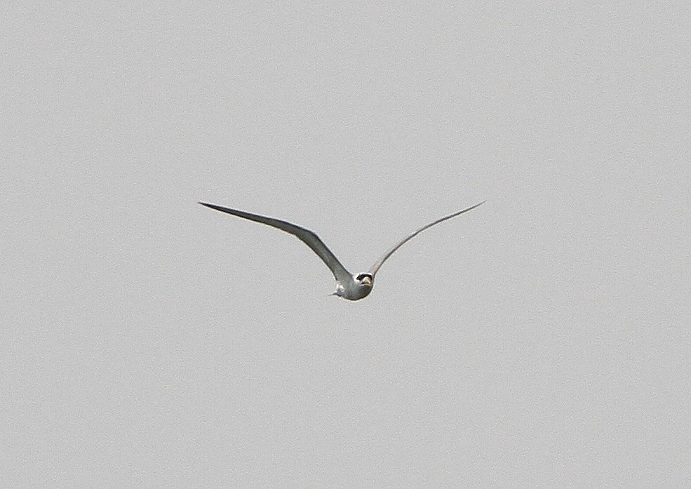 Lesser Crested Tern - NORALIP HASSANUDDIN