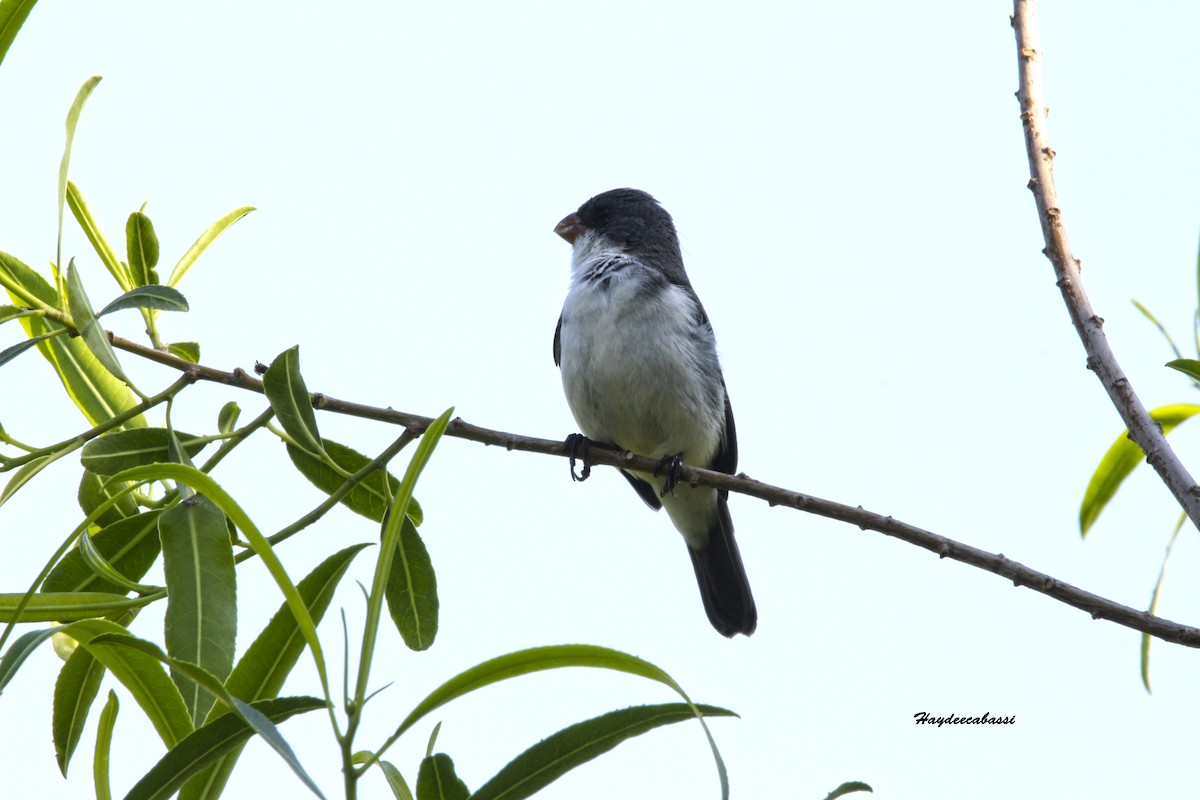 White-bellied Seedeater - ML263940011