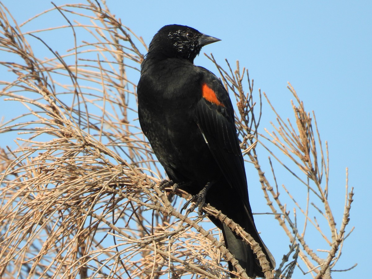 Red-winged Blackbird - ML263945241