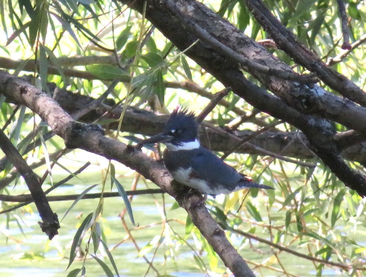 Belted Kingfisher - ML263945261