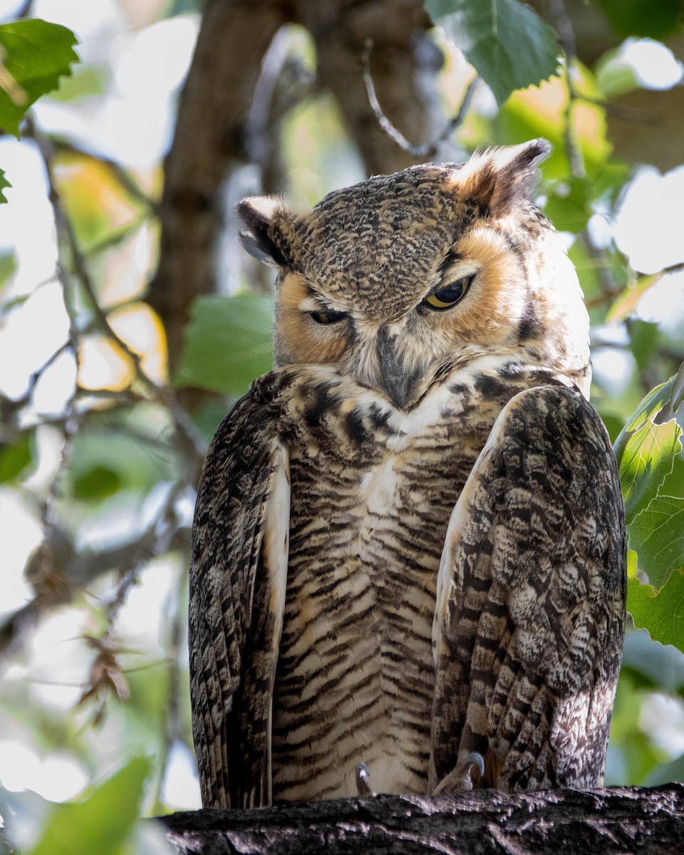 Great Horned Owl - ML263945331