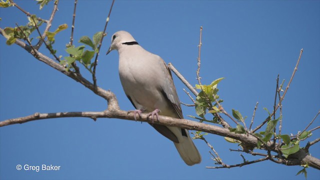 Ring-necked Dove - ML263949351