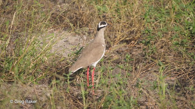 Crowned Lapwing - ML263950361