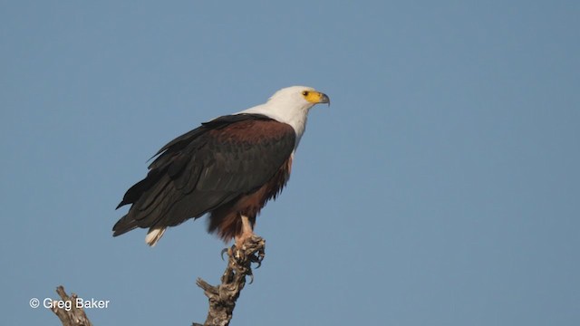 African Fish-Eagle - ML263951251