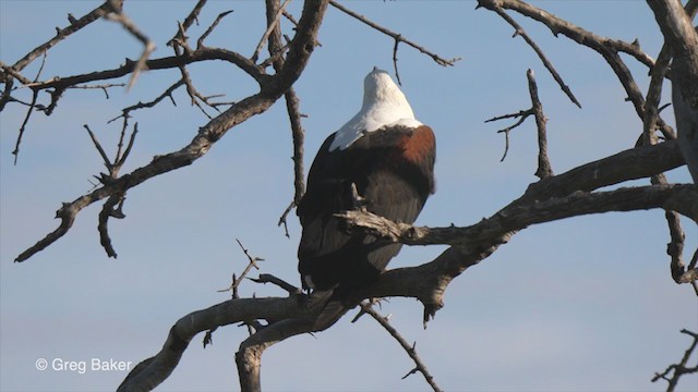 African Fish-Eagle - ML263951281