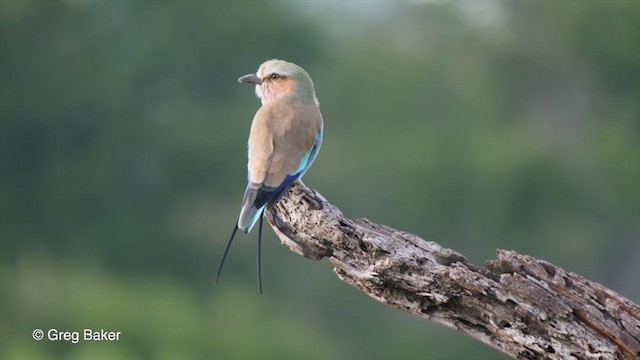 Lilac-breasted Roller - ML263951771