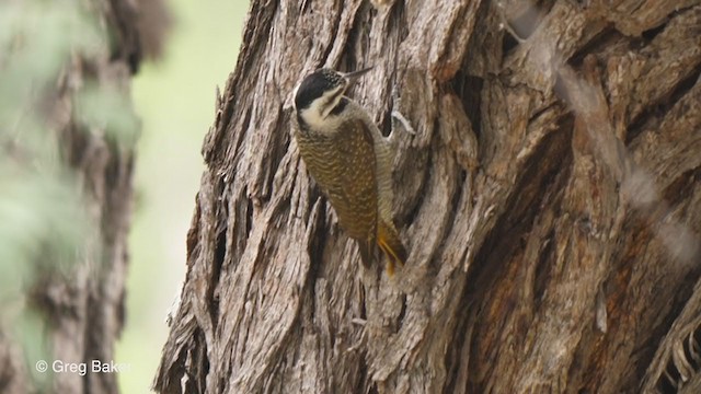 Bearded Woodpecker - ML263951951