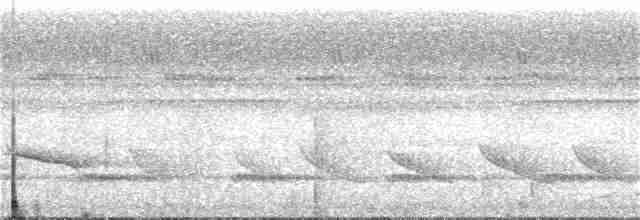 Short-tailed Babbler - ML263952091