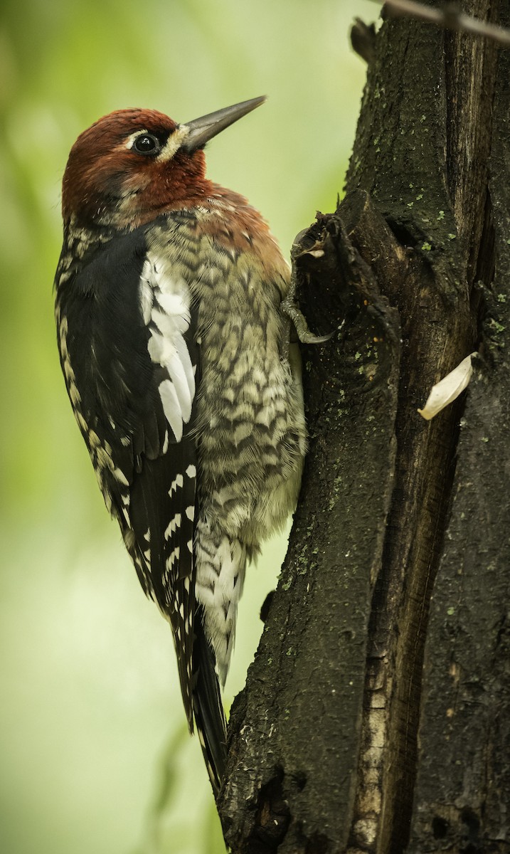 Red-breasted Sapsucker - ML263952731