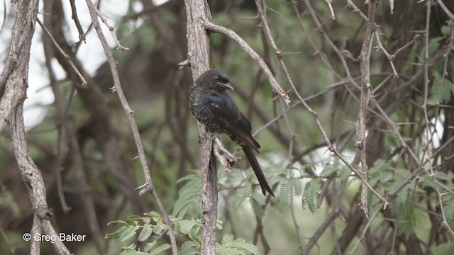 Fork-tailed Drongo (Clancey's) - ML263953551