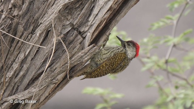 Golden-tailed Woodpecker - ML263953571