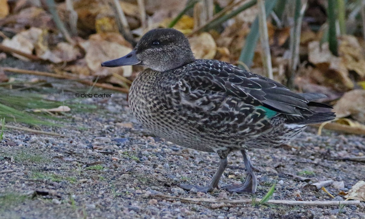Green-winged Teal - ML263956331